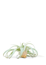 Load image into Gallery viewer, King of Air Plants, Medium
