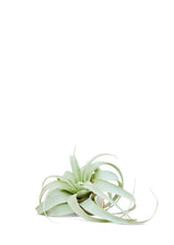 Load image into Gallery viewer, King of Air Plants, Medium
