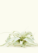 Load image into Gallery viewer, King of Air Plants, Extra Large