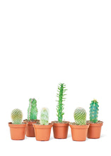 Load image into Gallery viewer, Baby Cactus Box, Extra Small
