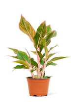 Load image into Gallery viewer, Red Chinese Evergreen, Small
