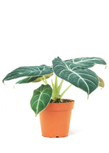 Load image into Gallery viewer, Alocasia &#39;Black Velvet&#39;, Small
