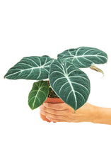Load image into Gallery viewer, Alocasia &#39;Black Velvet&#39;, Small
