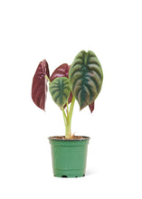 Load image into Gallery viewer, Alocasia &#39;Red Secret&#39;, Small
