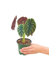 Load image into Gallery viewer, Alocasia &#39;Red Secret&#39;, Small
