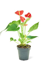 Load image into Gallery viewer, Anthurium &#39;Red Flamingo&#39;, Small
