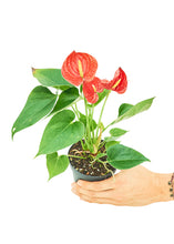 Load image into Gallery viewer, Anthurium &#39;Red Flamingo&#39;, Small
