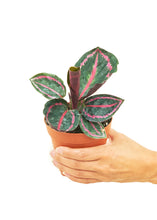Load image into Gallery viewer, Calathea &#39;Dottie&#39;, Small

