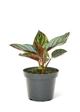 Load image into Gallery viewer, Calathea &#39;Pinstripe&#39;, Small
