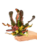 Load image into Gallery viewer, Variegated Croton, Small
