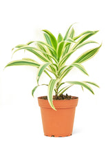 Load image into Gallery viewer, Dracaena &#39;Song of India&#39;, Small
