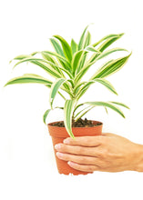 Load image into Gallery viewer, Dracaena &#39;Song of India&#39;, Small
