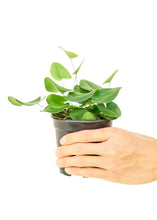 Load image into Gallery viewer, Heartleaf Fern, Small
