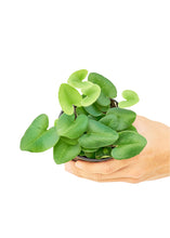 Load image into Gallery viewer, Heartleaf Fern, Small
