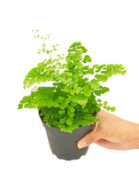 Load image into Gallery viewer, Maidenhair Fern, Small
