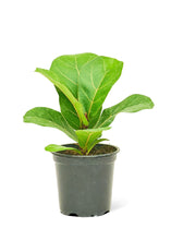 Load image into Gallery viewer, Fiddle Leaf Fig, Small
