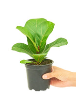 Load image into Gallery viewer, Fiddle Leaf Fig, Small
