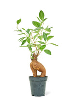 Load image into Gallery viewer, Ficus &#39;Ginseng&#39;, Small
