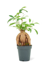 Load image into Gallery viewer, Ficus &#39;Ginseng&#39;, Small
