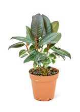 Load image into Gallery viewer, Rubber Tree &#39;Burgundy&#39;, Small
