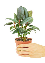 Load image into Gallery viewer, Rubber Tree &#39;Burgundy&#39;, Small
