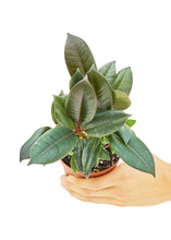 Load image into Gallery viewer, Rubber Tree &#39;Burgundy&#39;, Small
