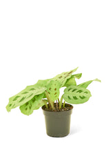 Load image into Gallery viewer, Prayer Plant &#39;Beauty Kim&#39;, Small
