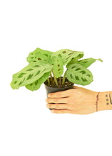 Load image into Gallery viewer, Prayer Plant &#39;Beauty Kim&#39;, Small
