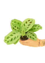 Load image into Gallery viewer, Prayer Plant &#39;Beauty Kim&#39;, Small
