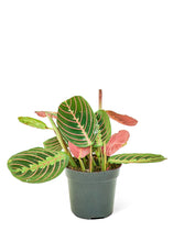Load image into Gallery viewer, Red Prayer Plant, Small
