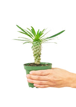 Load image into Gallery viewer, Madagascar Palm, Small
