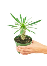 Load image into Gallery viewer, Madagascar Palm, Small
