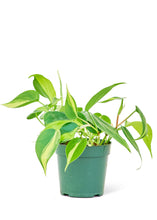 Load image into Gallery viewer, Philodendron &#39;Brazil&#39;, Small
