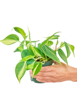Load image into Gallery viewer, Philodendron &#39;Brazil&#39;, Small
