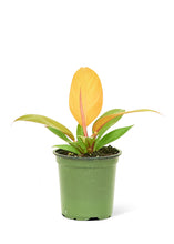 Load image into Gallery viewer, Philodendron &#39;Prince of Orange&#39;, Small
