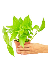Load image into Gallery viewer, Golden Pothos, Small
