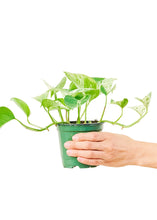Load image into Gallery viewer, Pothos &#39;Marble Queen&#39;, Small
