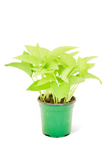 Load image into Gallery viewer, Neon Pothos, Small
