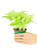 Load image into Gallery viewer, Neon Pothos, Small
