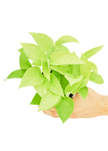 Load image into Gallery viewer, Neon Pothos, Small
