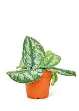 Load image into Gallery viewer, Silver Pothos &#39;Exotica&#39;, Small
