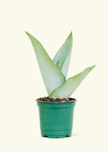 Load image into Gallery viewer, Moonshine Snake Plant, Small

