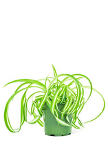 Load image into Gallery viewer, Spider Plant &#39;Bonnie&#39;, Small
