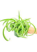 Load image into Gallery viewer, Spider Plant &#39;Bonnie&#39;, Small
