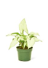 Load image into Gallery viewer, White Arrowhead Plant, Small
