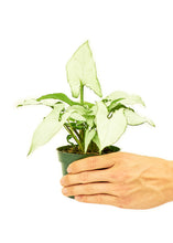 Load image into Gallery viewer, White Arrowhead Plant, Small
