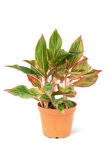 Load image into Gallery viewer, Red Chinese Evergreen, Medium
