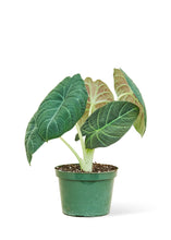 Load image into Gallery viewer, Alocasia &#39;Grey Dragon&#39;, Medium
