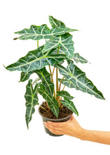 Load image into Gallery viewer, Alocasia &#39;Polly&#39;, Medium
