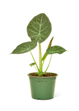 Load image into Gallery viewer, Alocasia &#39;Regal Shields&#39;, Medium
